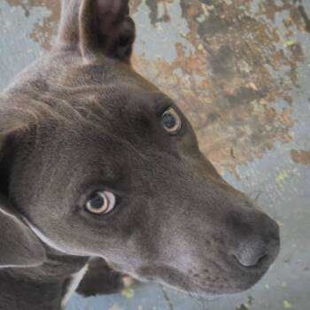 Fallon -  Pit Bull Terrier and Mixed Breed Dog for Adoption in Melrose, Florida - Fallon | PetCurious