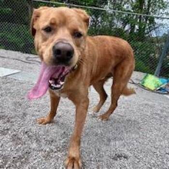 Labrador Retriever Dogs Available for Adoption in Newport, North Carolina - Bugzy | PetCurious