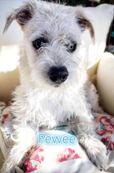 Pewee -  Poodle and Chihuahua Dog for Adoption in Santa Clarita, California - Pewee | PetCurious