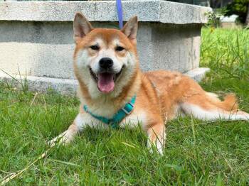 Shichmi -  Shiba Inu Dog for Adoption in Vancouver, British Columbia - Shichmi | PetCurious