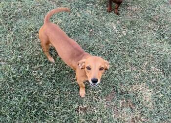 Rose -  Chiweenie Dog for Adoption in Chickasha, Oklahoma - Rose | PetCurious