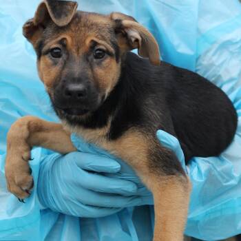 German Shepherd Dog and Terrier Dogs Available for Adoption in Lemont, Illinois - Sedona | PetCurious