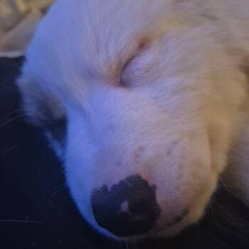 Great Pyrenees Dogs Available for Adoption in Overland Park, Kansas - Radar | PetCurious