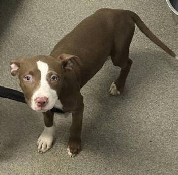 Wilma 2 months AVAILABLE 6/17 -  Labrador Retriever Dog for Adoption in Sterling, Massachusetts - Wilma 2 Months AVAILABLE 6/17 | PetCurious