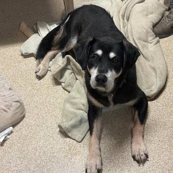 Lucille -  Hound and Mixed Breed Dog for Adoption in Hackett, Arkansas - Lucille | PetCurious