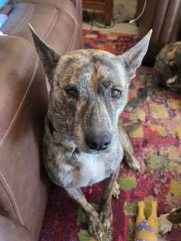 Rescue Cattle Dog Dogs for Adoption in Lakeland, Florida - Tisha | PetCurious