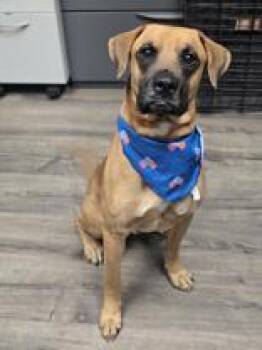 American Staffordshire Terrier Dogs Available for Adoption in Steamboat Springs, Colorado - Charlie | PetCurious