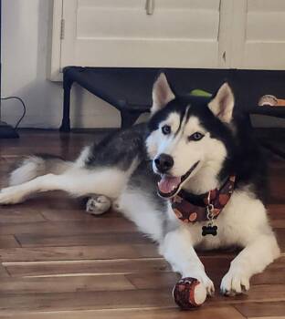 Blue -  Siberian Husky Dog for Adoption in Menifee, California - Blue | PetCurious