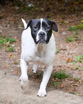 Gouda -  Boxer and American Bulldog Dog for Adoption in Chattanooga, Tennessee - Gouda | PetCurious