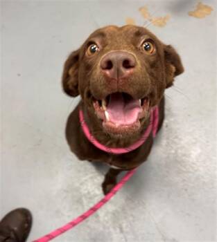 SHINE -  Labrador Retriever and Mixed Breed Dog for Adoption in Peoria, Illinois - SHINE | PetCurious