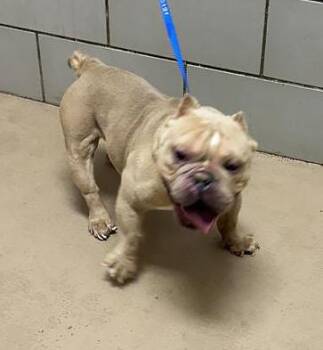 Mixed Breed Dogs Available for Adoption - Power | PetCurious