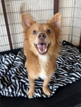 Deedee -  Papillon Dog for Adoption in Elkhorn, Wisconsin - Deedee | PetCurious