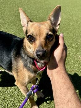 Mixed Breed Dogs Available for Adoption in Wichita, Kansas - Ace | PetCurious