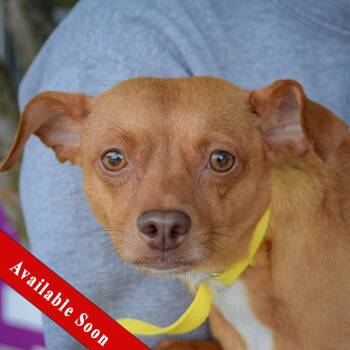 Rescue Chihuahua and Italian Greyhound Dogs for Adoption in Huntley, Illinois - Darcy | PetCurious