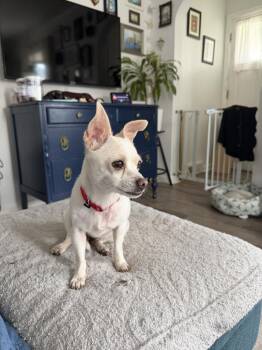 Chihuahua and Mixed Breed Dogs Available for Adoption in Plymouth, Michigan - Piper (formerly Angel) | PetCurious
