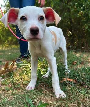 Ice Pop -  Mixed Breed Dog for Adoption in Reeds Spring, Missouri - Ice Pop | PetCurious