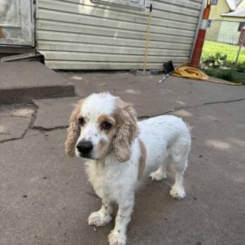 Daisy -  Cocker Spaniel Dog for Adoption in Russiaville, Indiana - Daisy | PetCurious