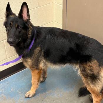 Kiwi -  Mixed Breed Dog for Adoption in Memphis, Tennessee - Kiwi | PetCurious