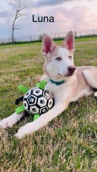 Rescue Husky Dogs for Adoption in Lucas, Texas - Luna | PetCurious