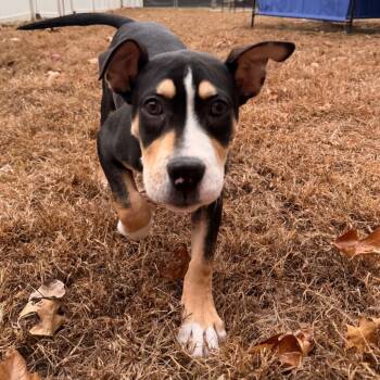 Rescue Mixed Breed and Labrador Retriever Dogs for Adoption in Hopkinton, Massachusetts - Vivaldi | PetCurious