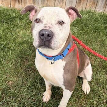 Terrier Dogs Available for Adoption in North Syracuse, New York - Coleman | PetCurious