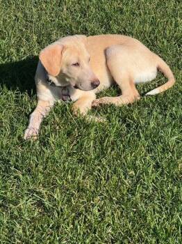 **MEEKAH** -  Labrador Retriever and Golden Retriever Dog for Adoption in North Prairie, Wisconsin - **MEEKAH** | PetCurious