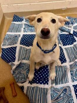 Baby Spice -  Mixed Breed Dog for Adoption in West Chester, Pennsylvania - Baby Spice | PetCurious