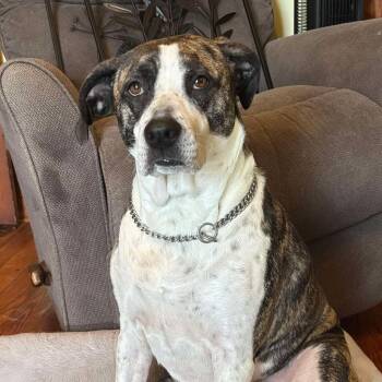 Rescue Mixed Breed Dogs for Adoption in Sun Prairie, Wisconsin - Kona | PetCurious