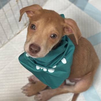 Rescue Terrier Dogs for Adoption in Richmond, Virginia - Texas Hold 