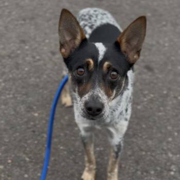Jasmine -  Australian Cattle Dog Blue Heeler Dog for Adoption in Newberg, Oregon - Jasmine | PetCurious
