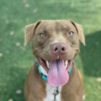 Rescue Mixed Breed Dogs for Adoption in Lakeland, Florida - Shyla | PetCurious