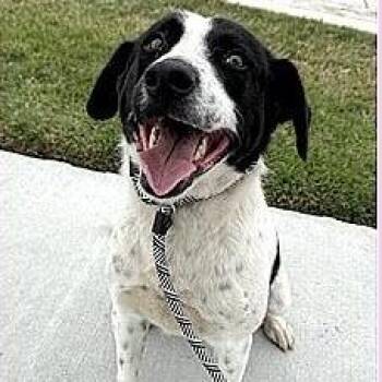 English Springer Spaniel and Border Collie Dogs Available for Adoption in Calverton, New York - Myles | PetCurious