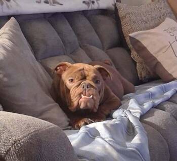Coco Chanel -  English Bulldog Dog for Adoption in Yuma, Arizona - Coco Chanel | PetCurious