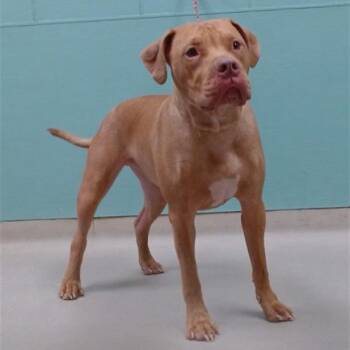 Taz -  Pit Bull Terrier Dog for Adoption in Incline Village, Nevada - Taz | PetCurious