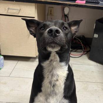 Sasha -  Mixed Breed Dog for Adoption in Lufkin, Texas - Sasha | PetCurious