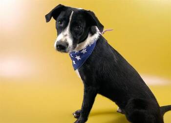 FRANK -  Pointer and Mixed Breed Dog for Adoption in Fort Lauderdale, Florida - FRANK | PetCurious