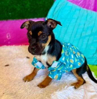 Espresso -  Chihuahua and Mixed Breed Dog for Adoption in Visalia, California - Espresso | PetCurious