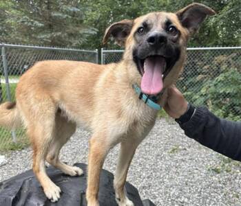 CHASE -  Husky and Mixed Breed Dog for Adoption in Anchorage, Alaska - CHASE | PetCurious