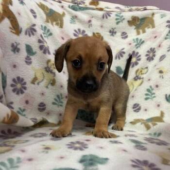 Chihuahua and Dachshund Dogs Available for Adoption - Chi | PetCurious