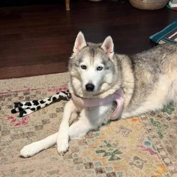 Phoenix -  Mixed Breed Dog for Adoption in Houston, Texas - Phoenix | PetCurious