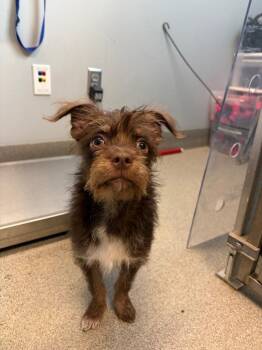 Scuttlebutt -  Terrier Dog for Adoption in Bloomington, Indiana - Scuttlebutt | PetCurious