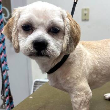 Opie -  Shih Tzu Dog for Adoption in Des Moines, Iowa - Opie | PetCurious