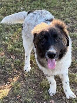 Happy -  Australian Shepherd and Great Pyrenees Dog for Adoption in Tunica, Mississippi - Happy | PetCurious