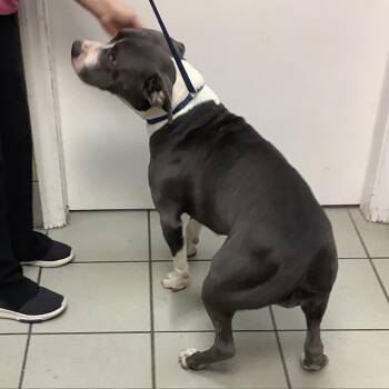 Savannah -  Terrier Dog for Adoption in Tampa, Florida - Savannah | PetCurious