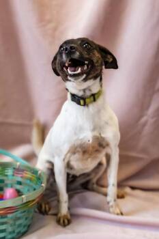 LuLu -  Feist Dog for Adoption in Dothan, Alabama - LuLu | PetCurious