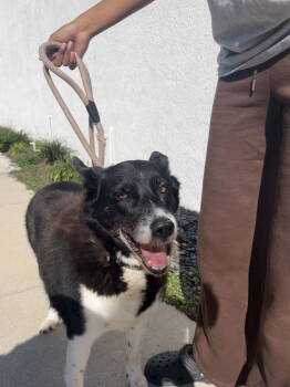 Rescue Shepherd and Border Collie Dogs for Adoption in Sanford, Florida - Frank | PetCurious