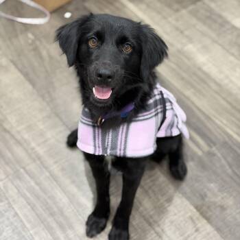 Rescue Retriever and Black Labrador Retriever Dogs for Adoption in Mahwah, New Jersey - Mariposa | PetCurious