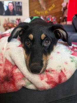 Rottweiler Dogs Available for Adoption - Shady | PetCurious