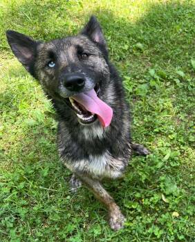 Tank -  Belgian Shepherd Malinois and Australian Shepherd Dog for Adoption in Spring Hill, Tennessee - Tank | PetCurious