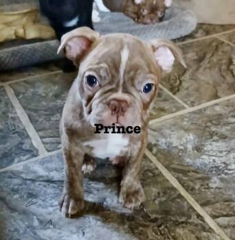 Prince -  French Bulldog and Boston Terrier Dog for Adoption in Glenwood City, Wisconsin - Prince | PetCurious